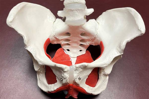 pelvic-floor-home-m Pelvic Floor